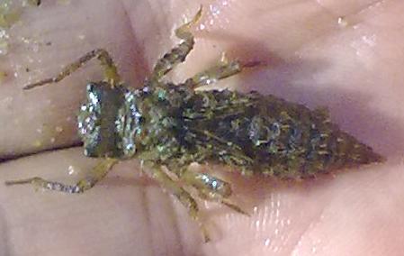 da determinare: Cordulegaster boltonii